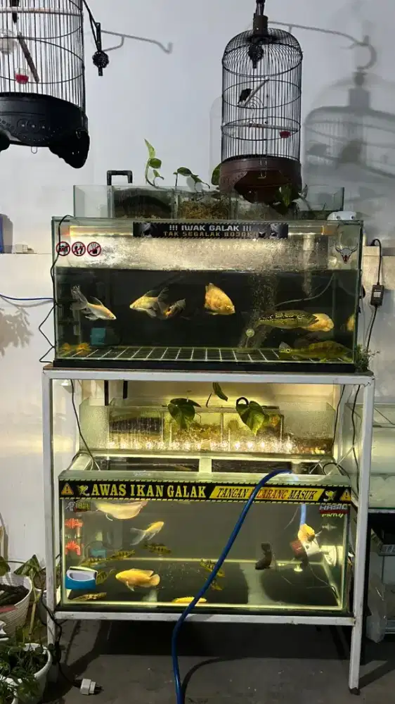 AKUARIUM IKAN KACA