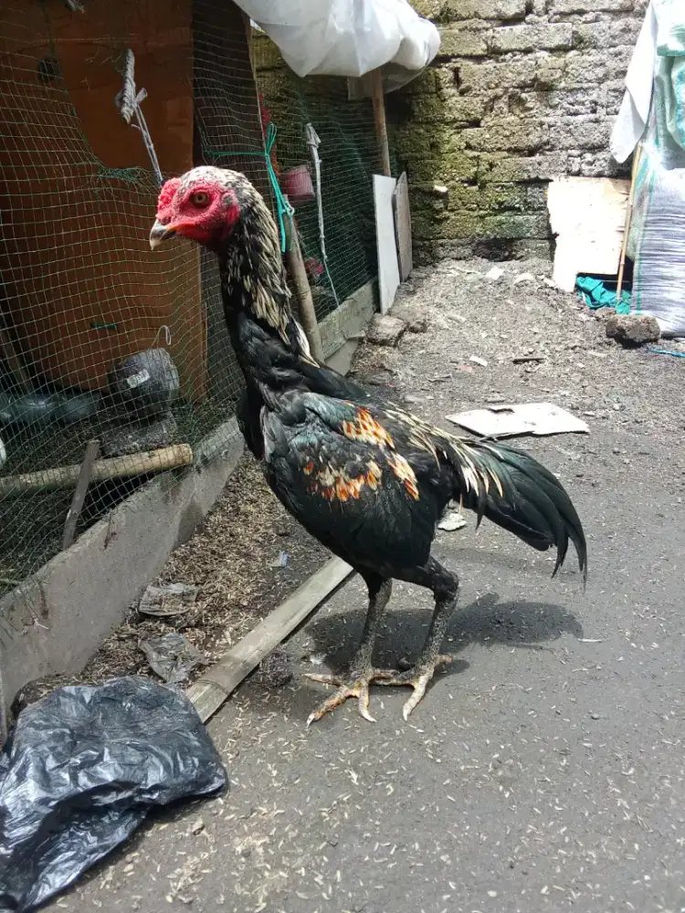 Jual ayam Bangkok / ayam jenis