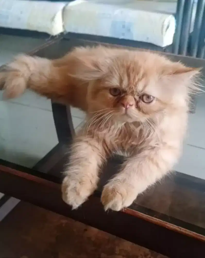 Open Adop Kitten Persia Jantan 3 bln