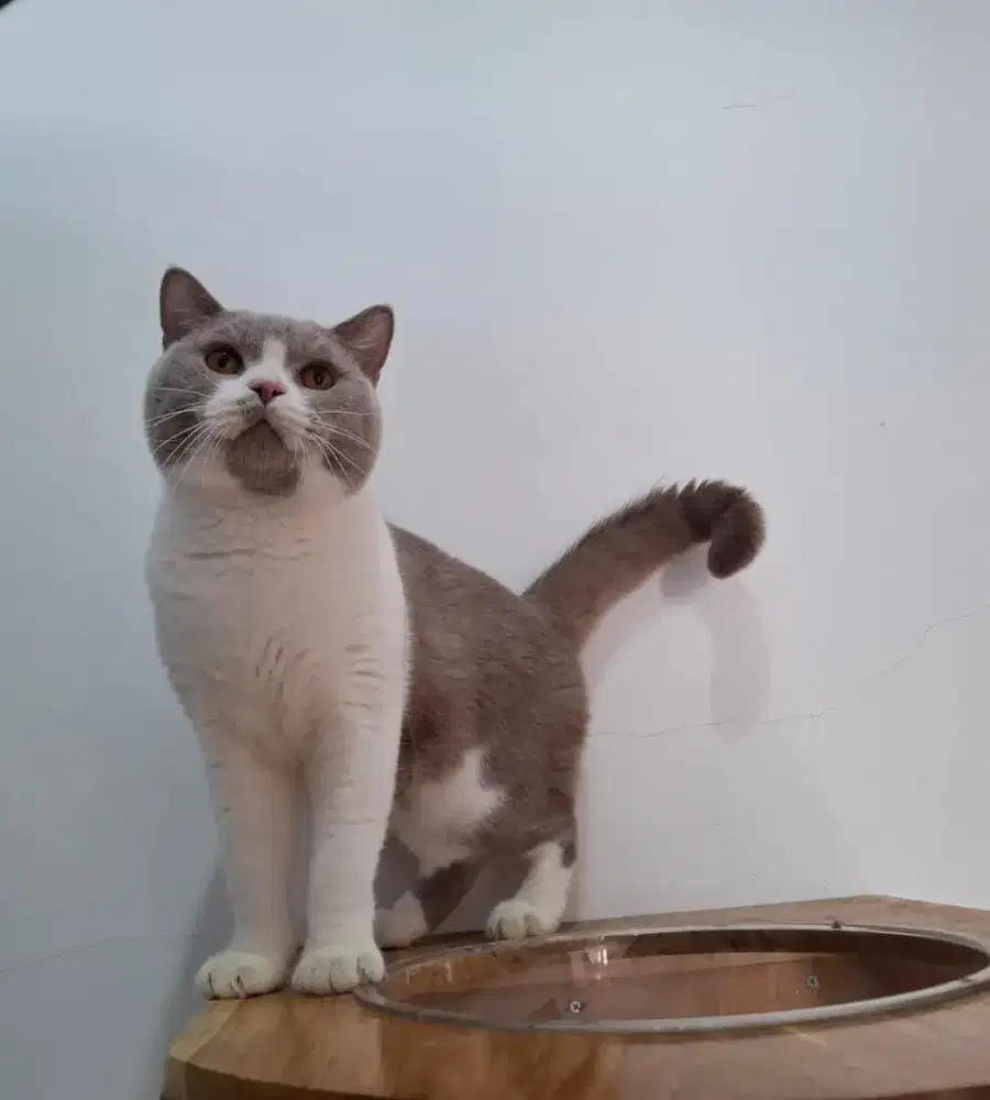 Bsh bicolor lilac & white jantan