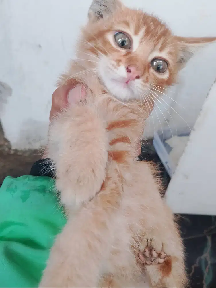 Kucing kampung orange
