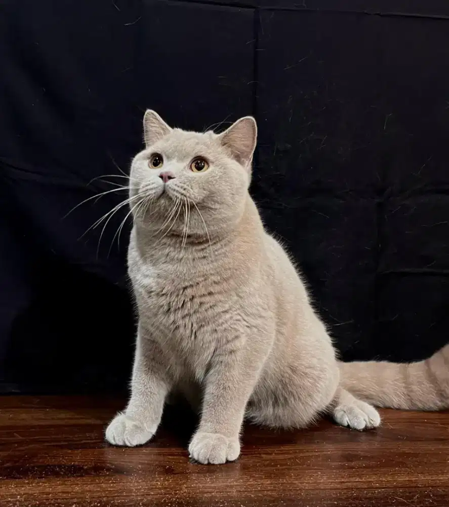 Bsh lilac jantan ped ica 2 tahun