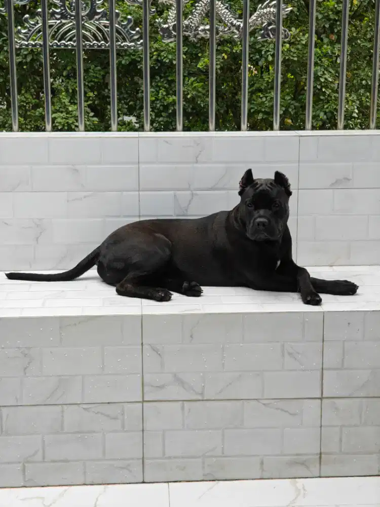 Pitbul XXL rasa cane corso