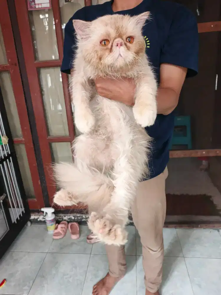 Peaknose jantan 9 bulan