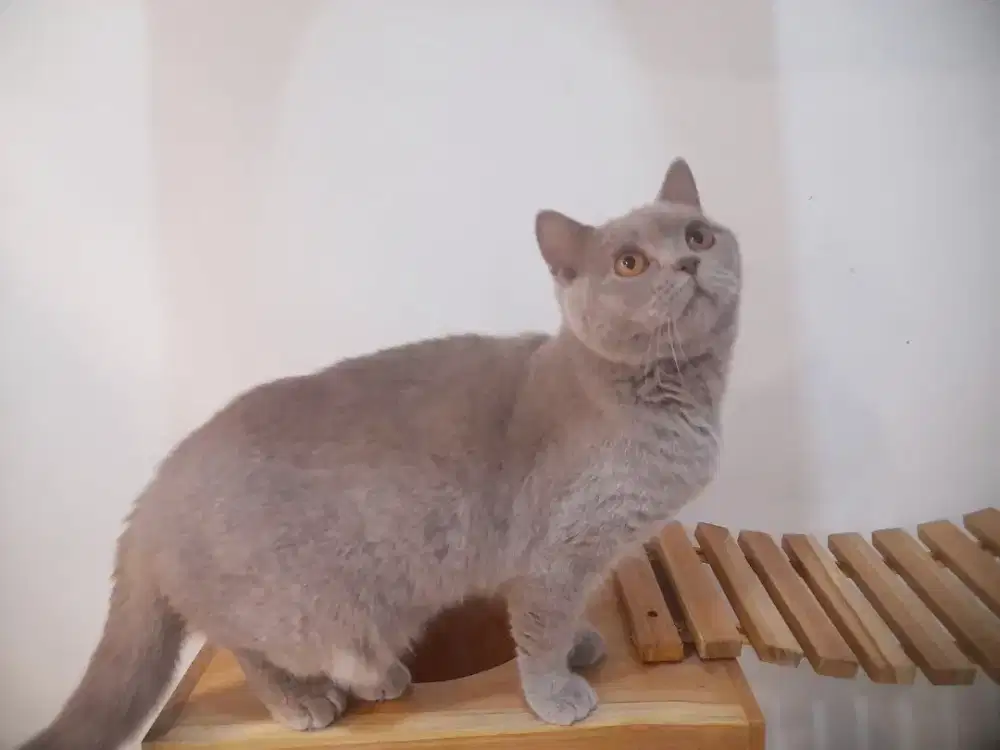 Bsh lilac betina ped