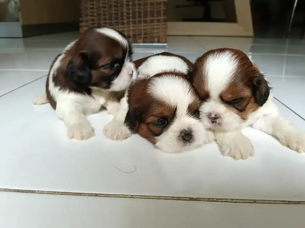 Shih tzu puppies
