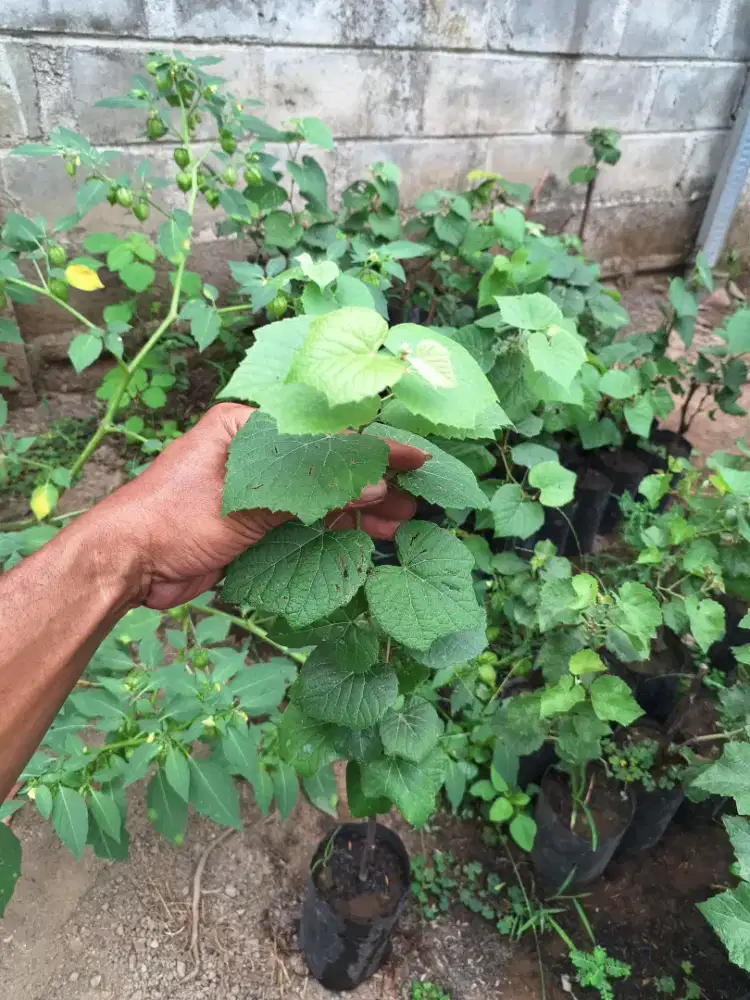 Jual bibit anggur courdec c1613 varian rootstock