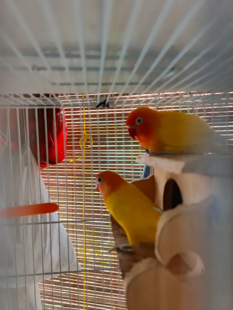 Burung lovebird lutino sepasang