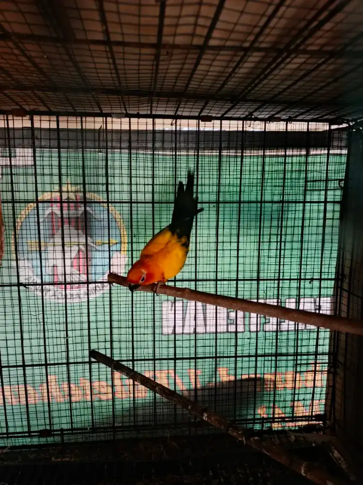 Burung sunconure sepasang