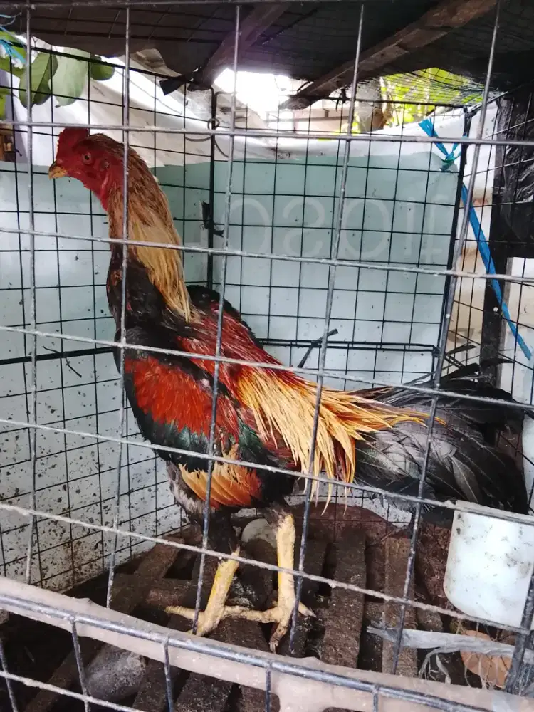 Jual ayam muda jalak kuning
