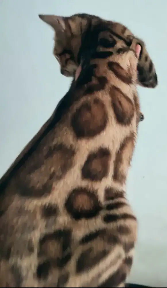 Kucing BETINA DEWASA PROVEN