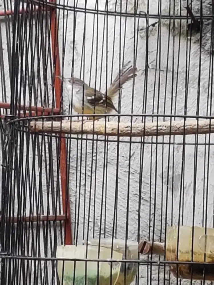 Ciblek semi pur total bunyi