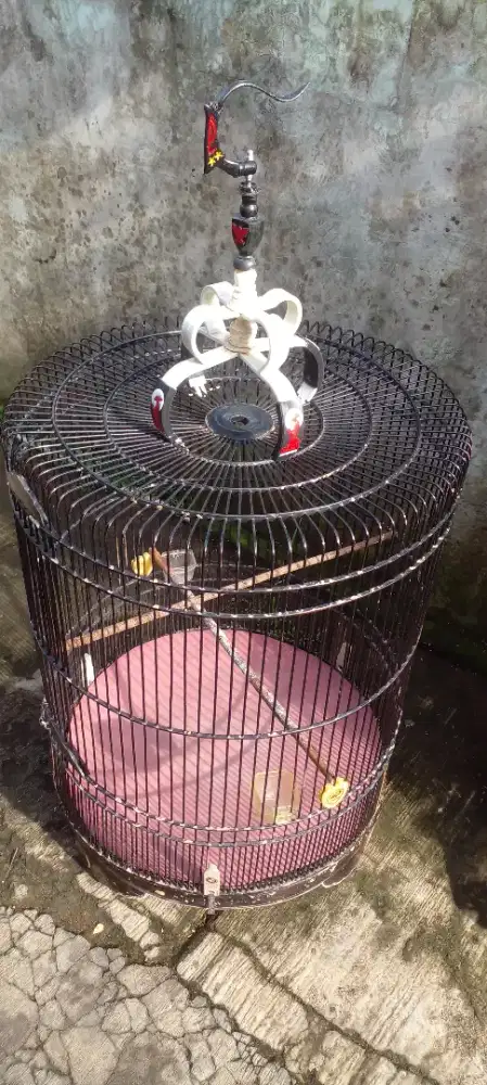 Kandang muray ukuran no 2