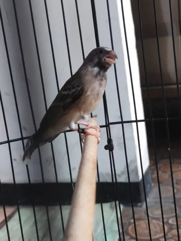 Black throat remaja 7 bln