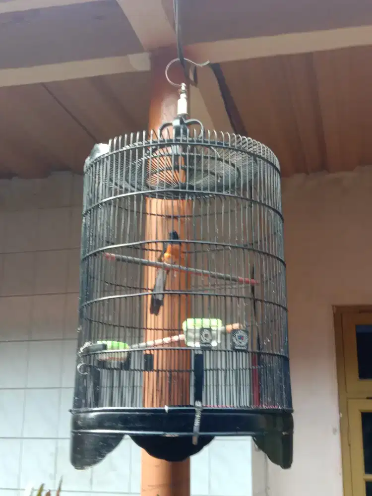 Burung Murai Batu Pastol jantan  fulset plus kerodong