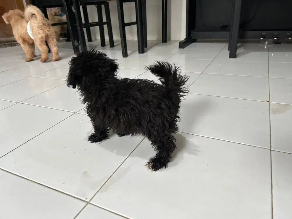 Shippo (shitzu vs poodle )