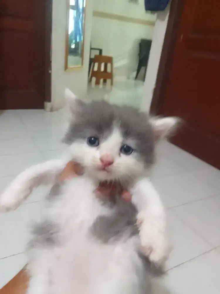Kitten persia umur 3 bln
