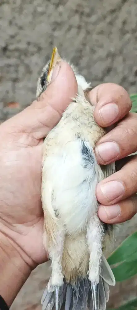 Pentet trotol Dada kapas