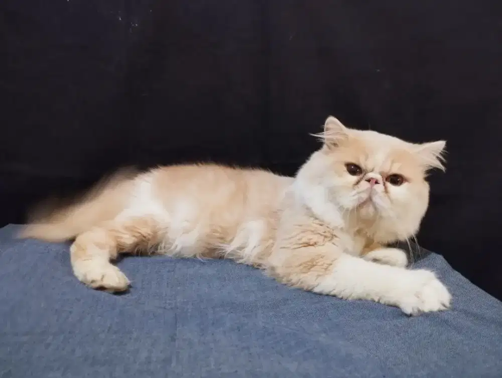 Persia peaknose jantan