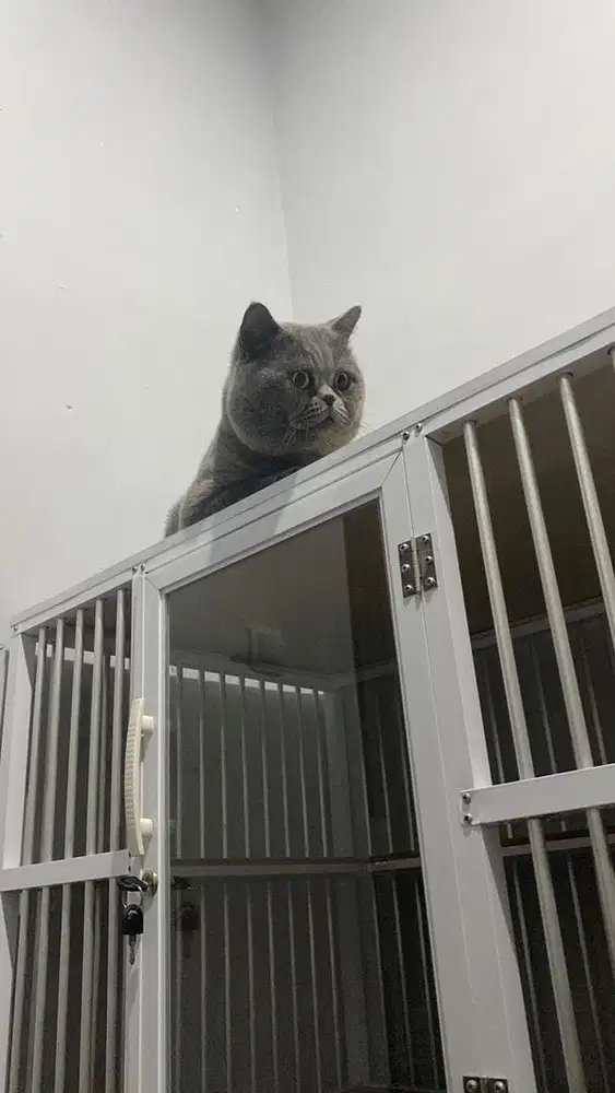 JASA PACAK KUCING BRITISH SHORTHAIR