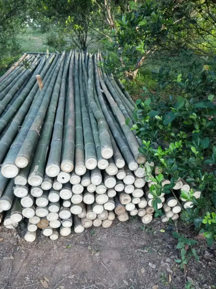 Bambu ukuran esteger 6/7