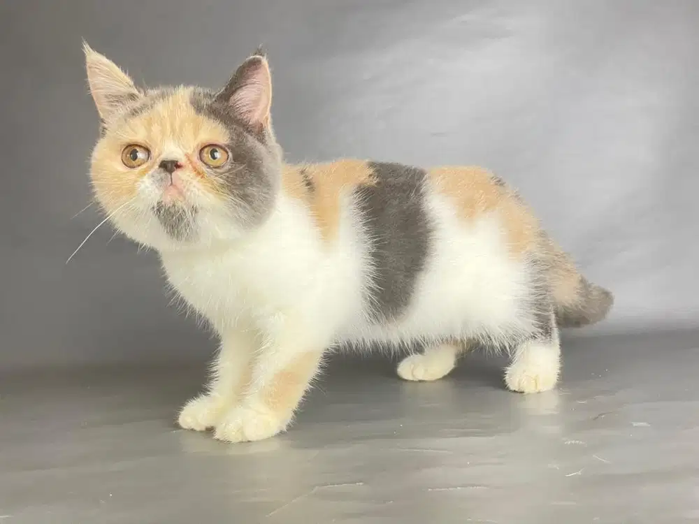 Kitten Persia Peaknose