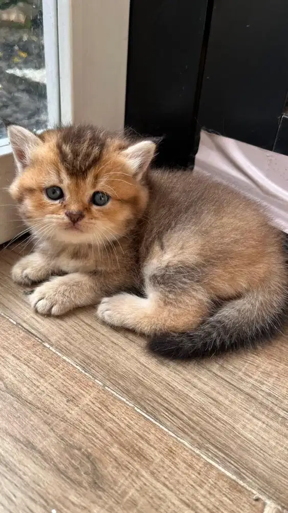 Kitten BSH (British Short Hair) warna premium black/golden shade