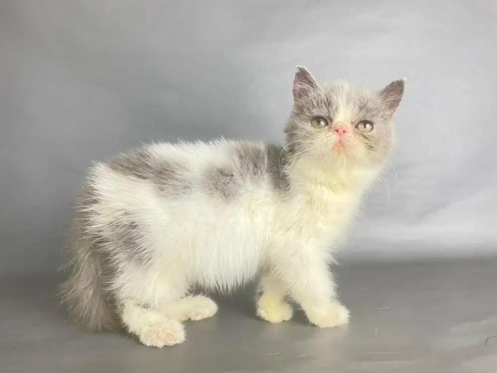 Kitten Persia Peaknose
