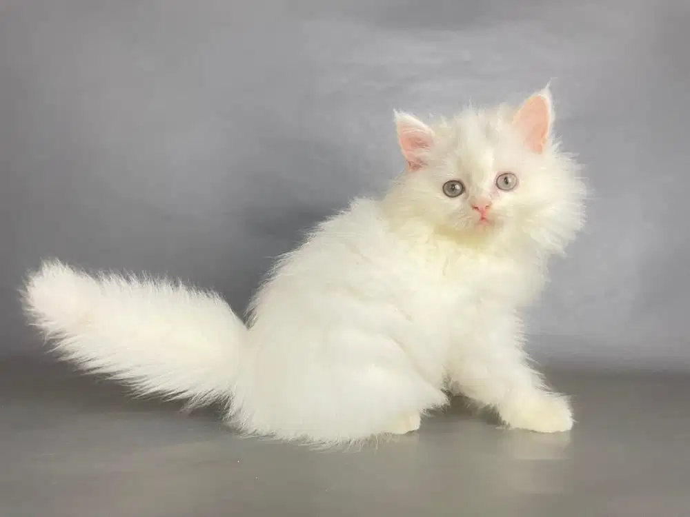 Kitten Persia Betina