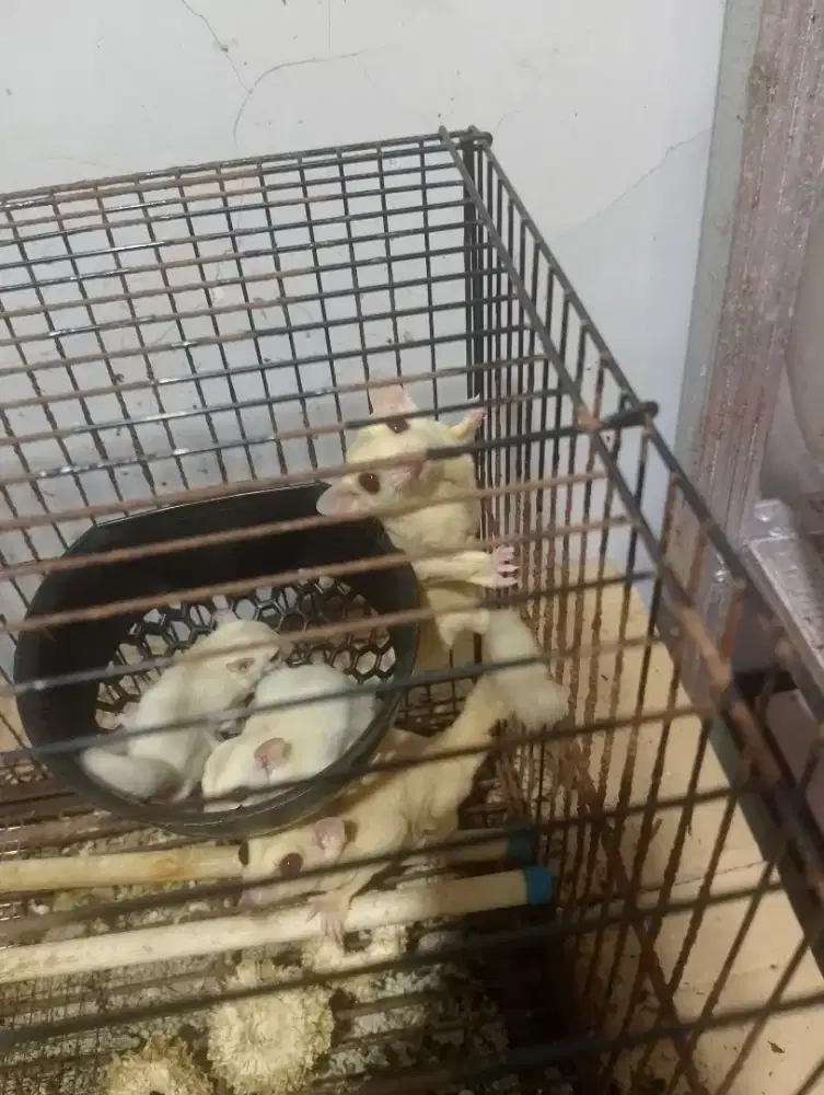 Creamino Indukan borongan