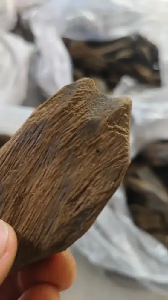 Kayu Gaharu Wangi Asli