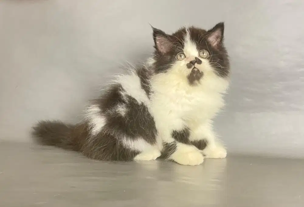 Kitten Persia Jantan