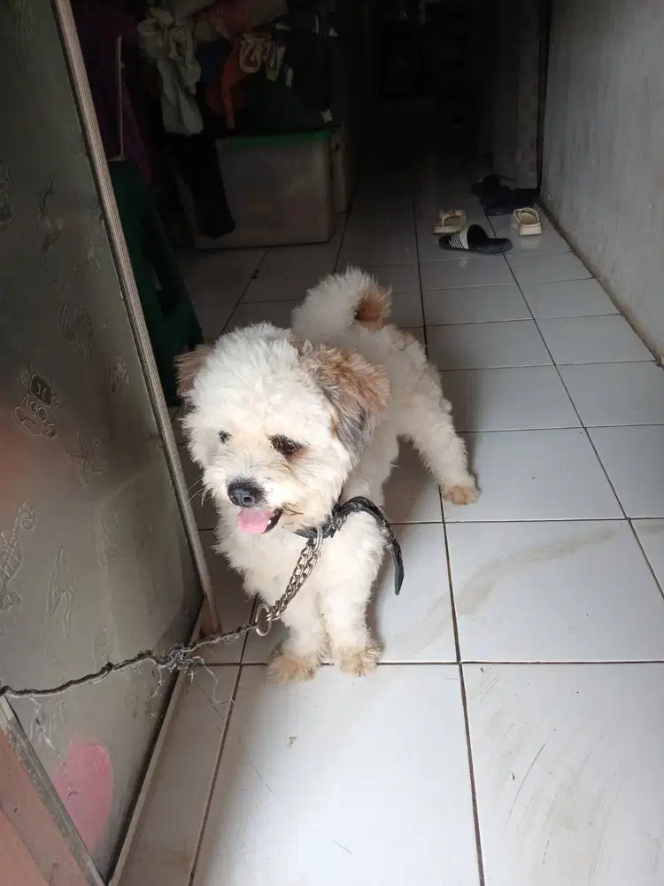 umur sekitar 1th jenis poodle
