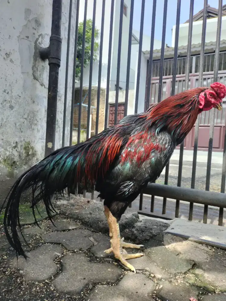 Ayam Bangkok Jantan