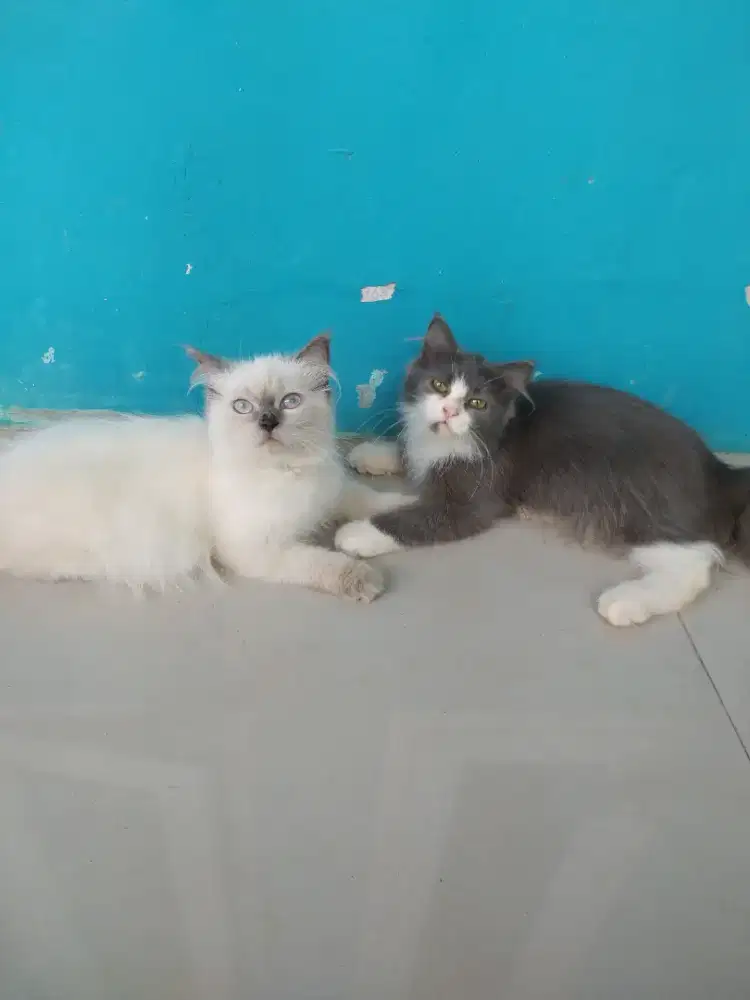 Kitten persia mix himalaya usia 3,5 bulan