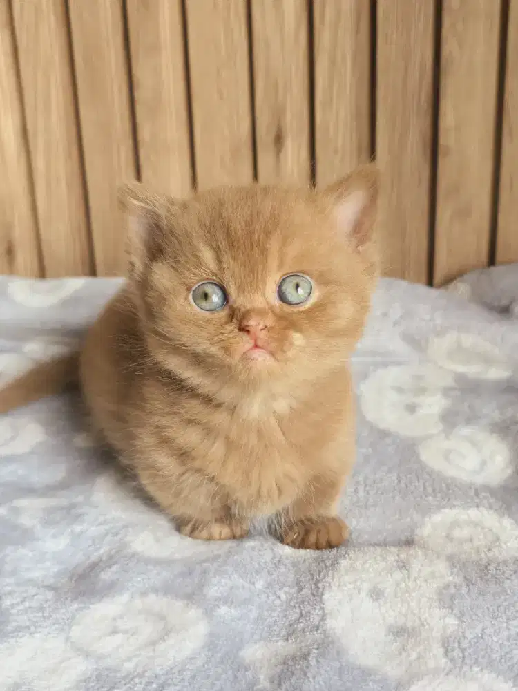 Munchkin Cinnamon