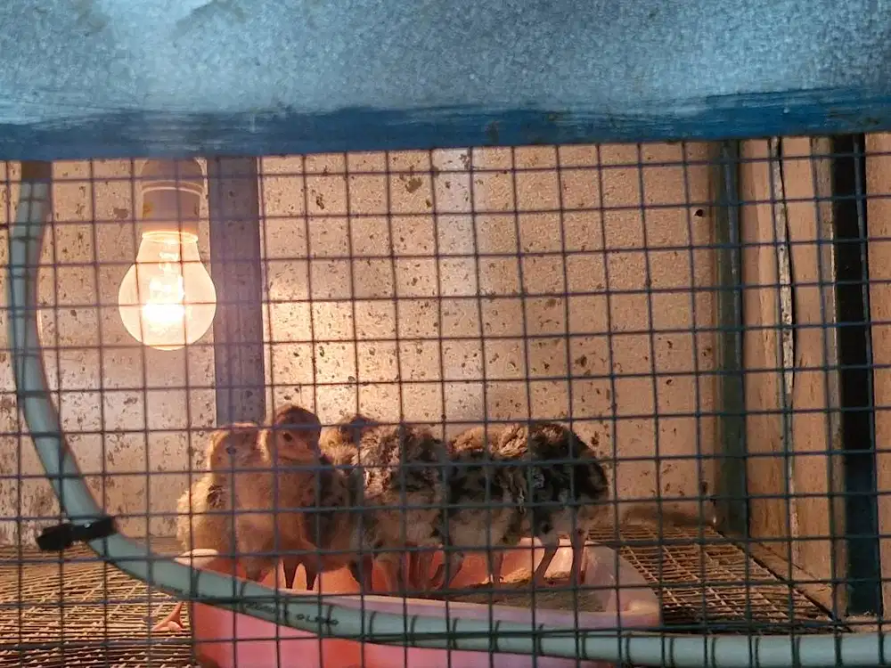 Ayam kalukun umur 14 hari