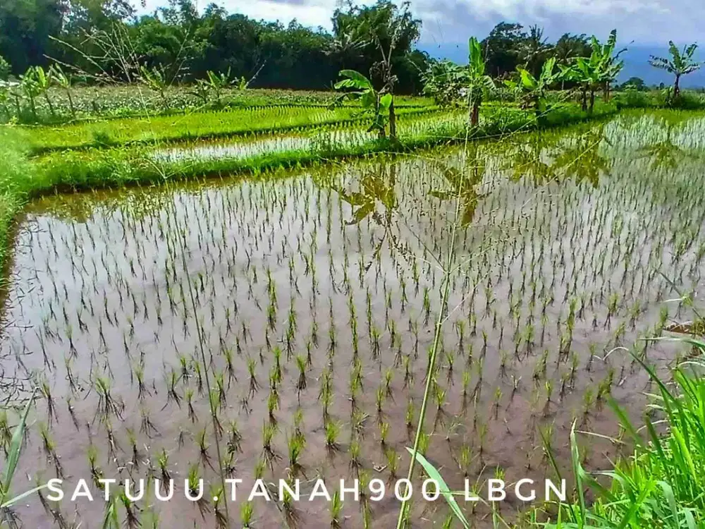 Dijual tanah sawah luas pinggir jalan dekat kota lingkungan asri