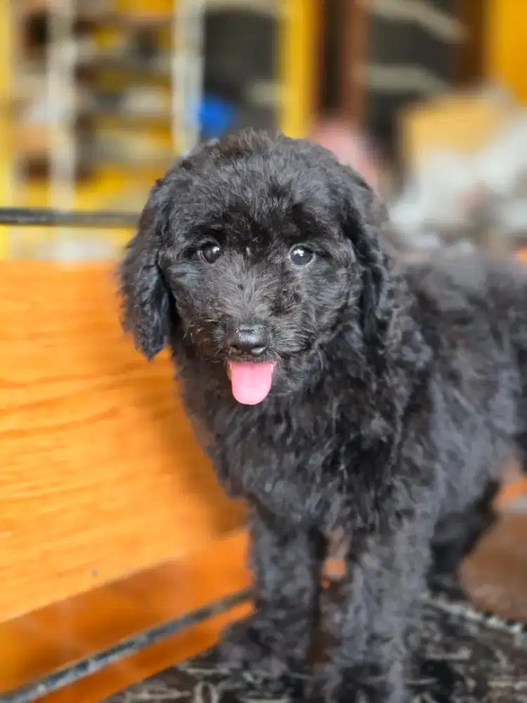 Miniature standar poodle giant