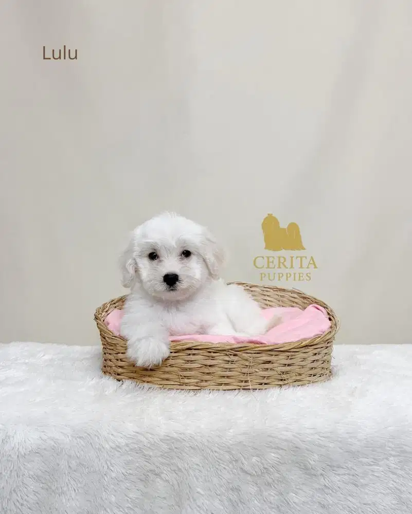 Jual Anjing Maltipoo Betina (Maltese x Poodle)