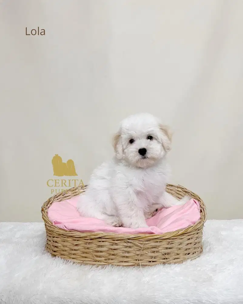 Jual Anjing Maltipoo Betina Cute (Maltese x Poodle)