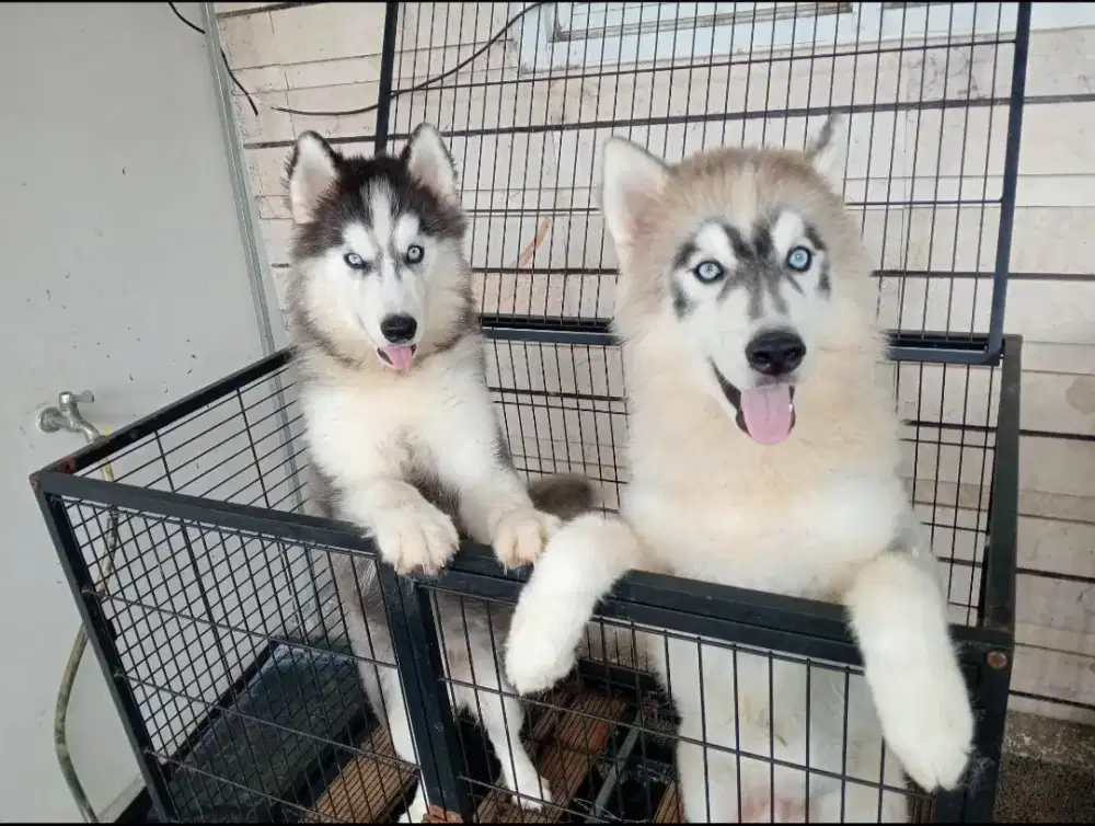 Jual 1 Ekor Siberian Husky Jantan