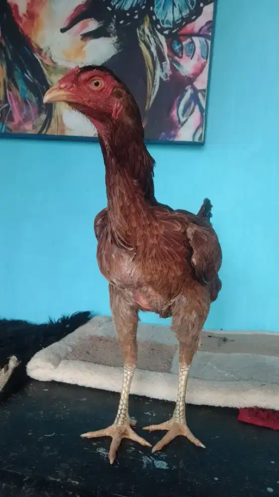 Ayam pakhoy betina siap nelor
