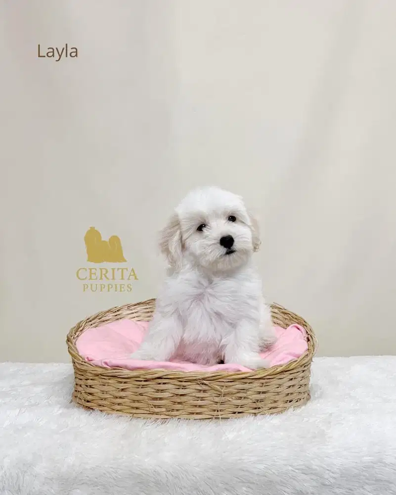 Jual Anjing Maltipoo Betina Lucu (Maltese x Poodle)