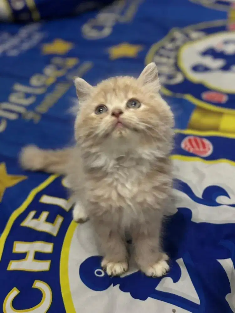 jual kitten persia