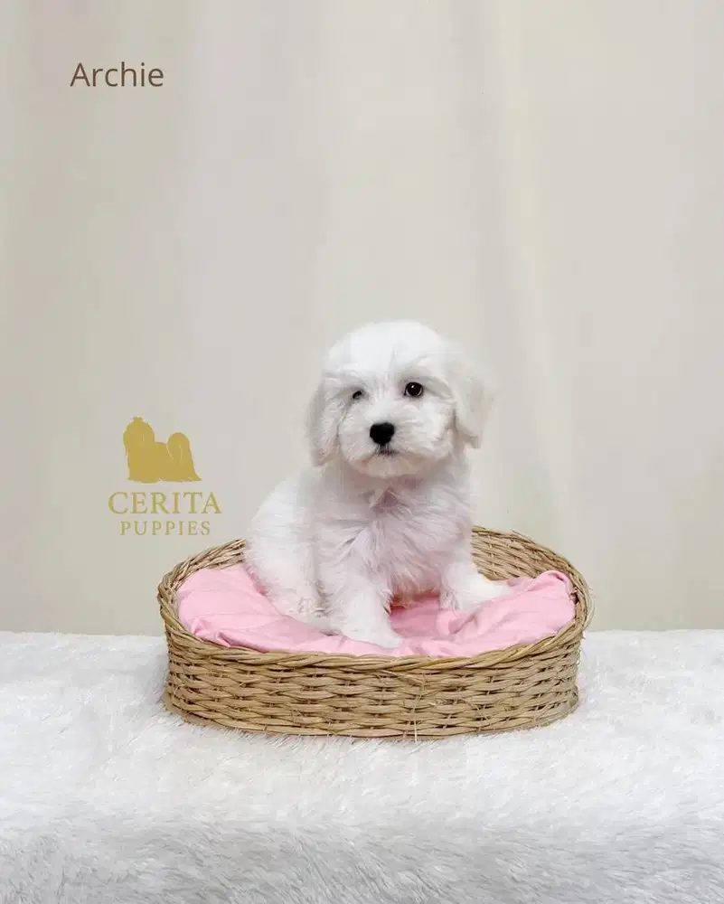 Jual Anjing Maltipoo Jantan Lucu (Maltese x Poodle)