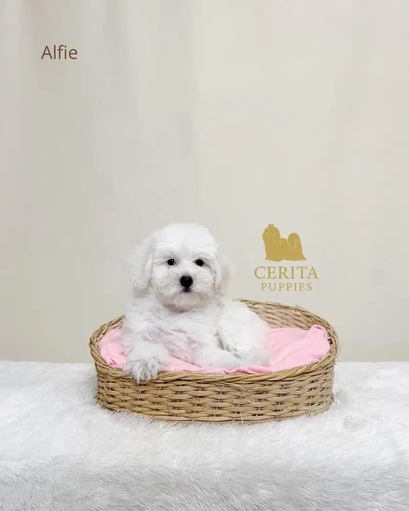 Jual Anjing Maltipoo Jantan Lucu (Maltese x Poodle)