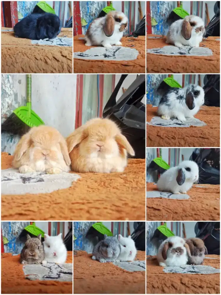 Peternakan kelinci lucu gemes