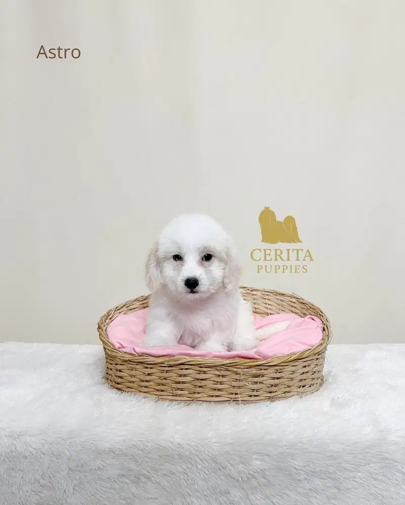 Jual Anjing Maltipoo Jantan Lucu (Maltese x Poodle)