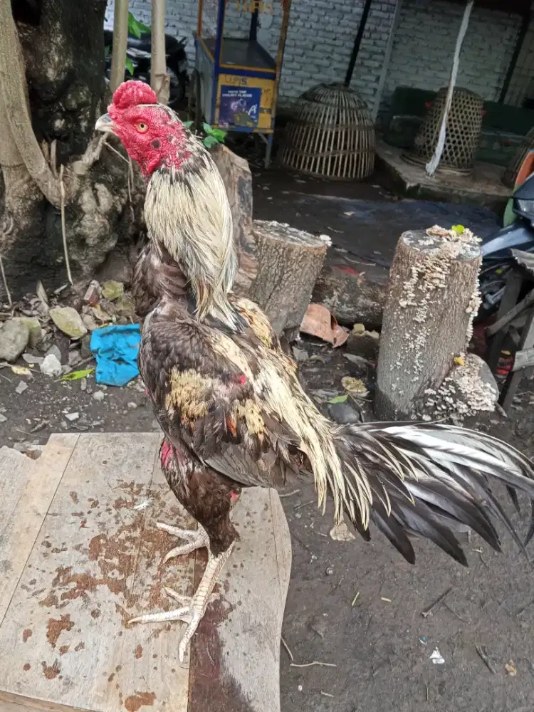 Ayam Bangkok 3D(khoytrad x mangon x pakhoy)RJF